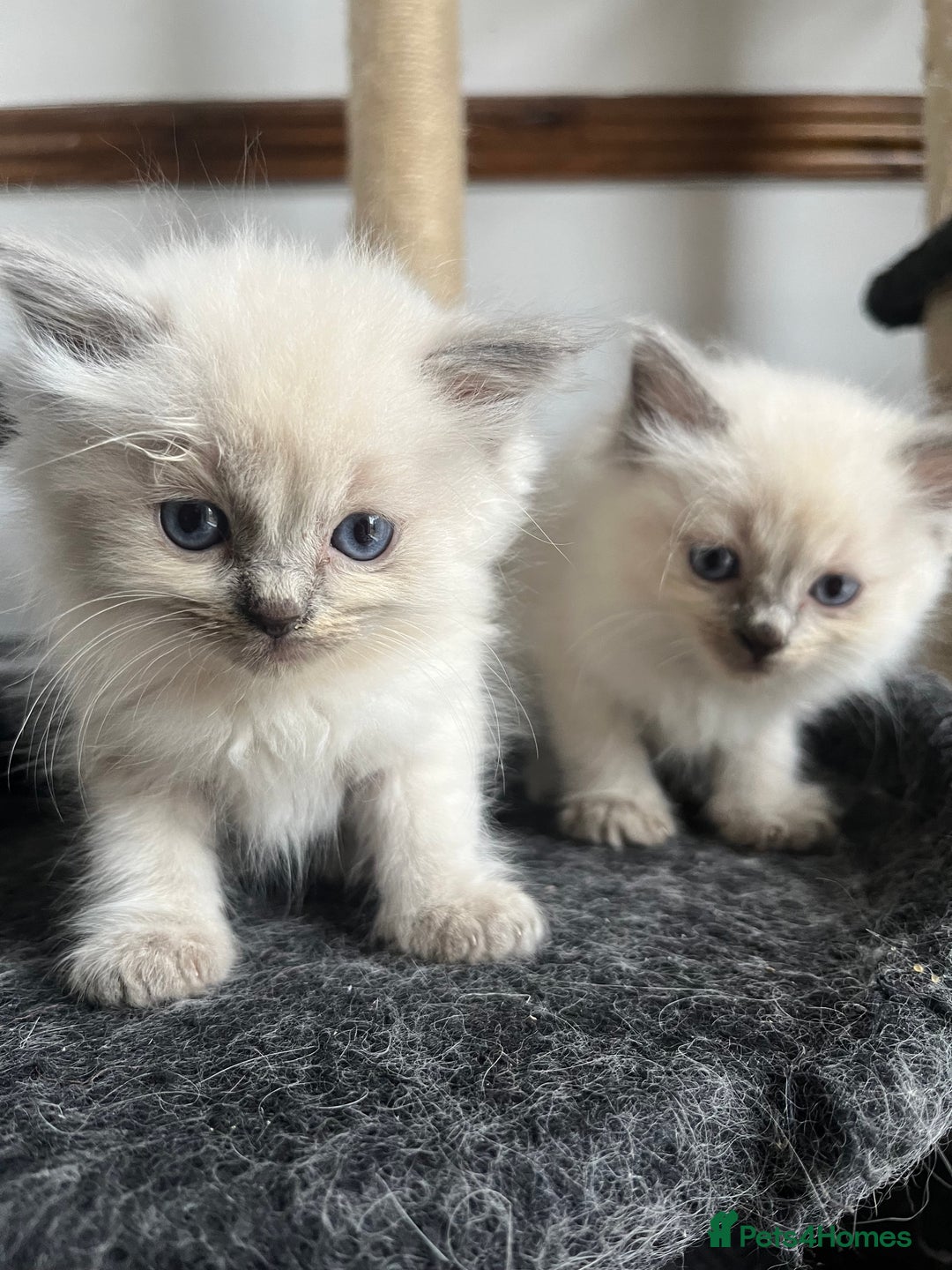 Ragdoll cats for sale: 5 Gorgeous TICA Ragdoll Kittens - Image 6