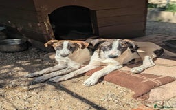 Mixed Breed dogs for adoption: Benson is looking for a dog friend! - Image 5