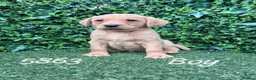 Labrador Retriever dogs for sale: Kc reg fox red labs - Advert 13