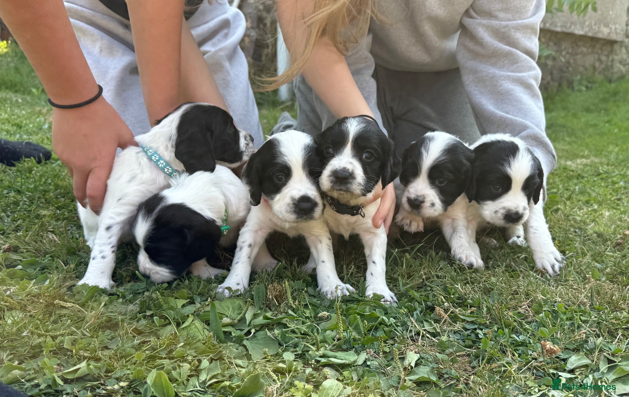 Sprocker dogs Healthy Sprocker Spaniel Puppies - Advert 6
