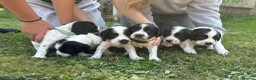 Sprocker dogs for sale: Healthy Sprocker Spaniel Puppies in Chulmleigh - Advert 1