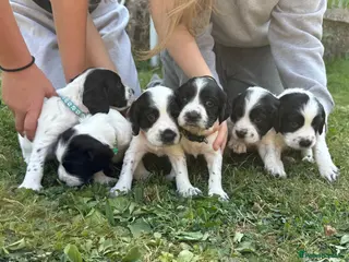 Sprocker dogs TWO GIRLS Sprocker Spaniel Puppies AVAILABLE 24/08 - Advert 16
