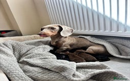 Miniature Dachshund dogs for sale: Beautiful minature dachshund puppies - Image 8
