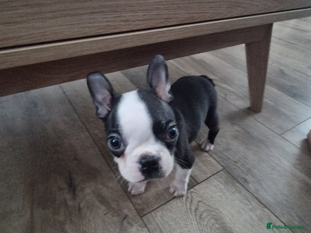 Boston Terrier dogs for sale: Boston Terrier pups - Image 22