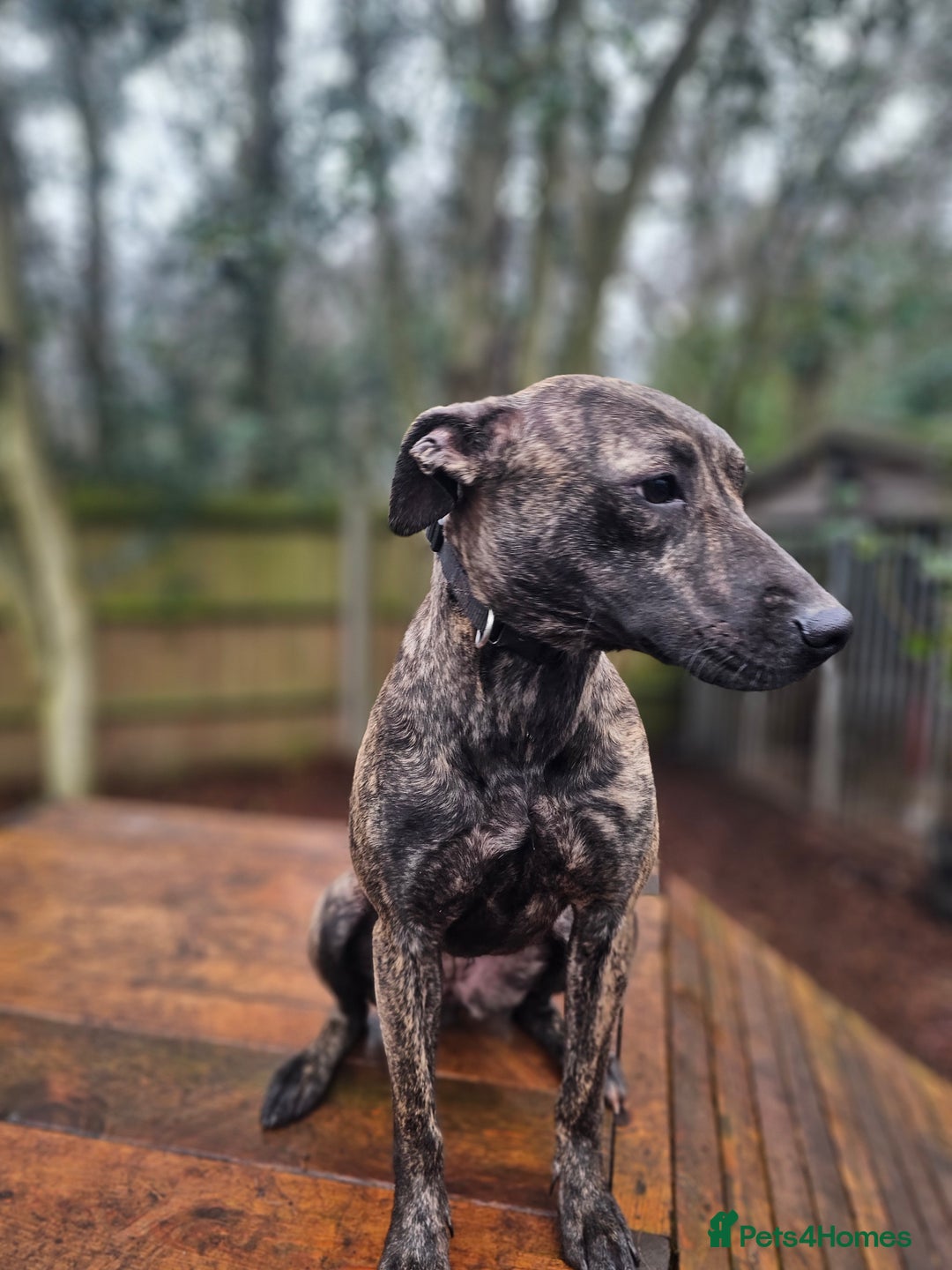 Mixed Breed dogs for sale: Beautiful lurcher x bullmastiff  - Advert 4