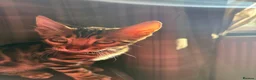 Bengal cats for sale: 🐾 Beautiful Bengal Kittens Available! 🐆❤️ - Advert 6