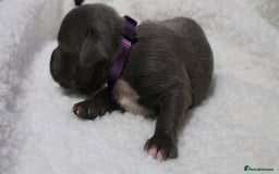 Staffordshire Bull Terrier dogs for sale:  Blue Staffy puppies for sale KC REGISTERED  - Image 17