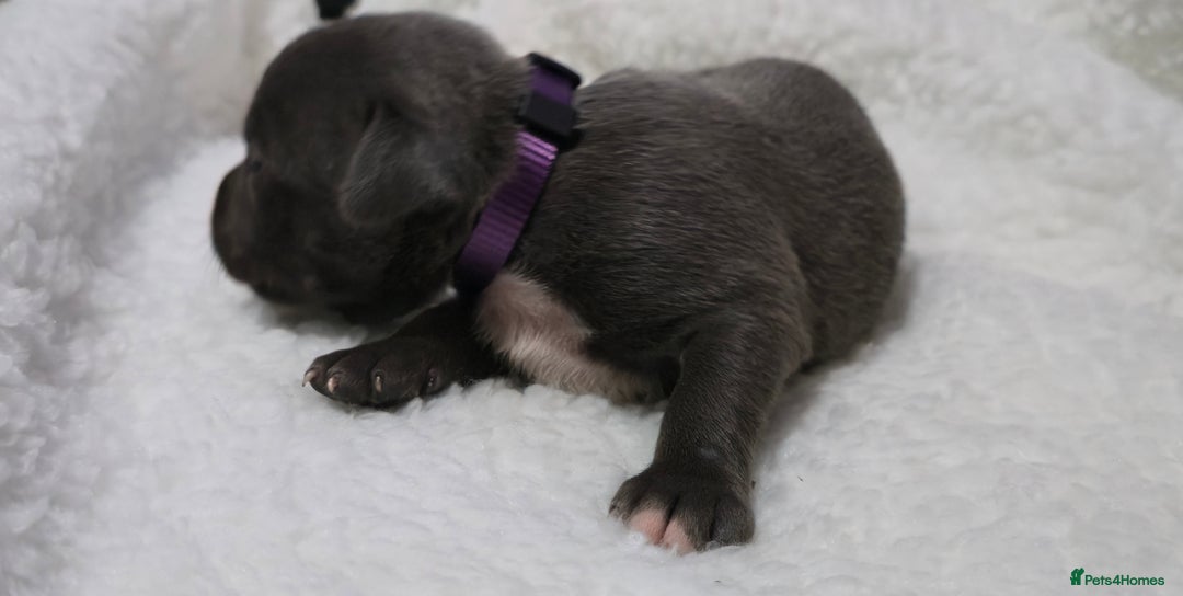 Staffordshire Bull Terrier dogs for sale:  Blue Staffy puppies for sale KC REGISTERED  - Image 17