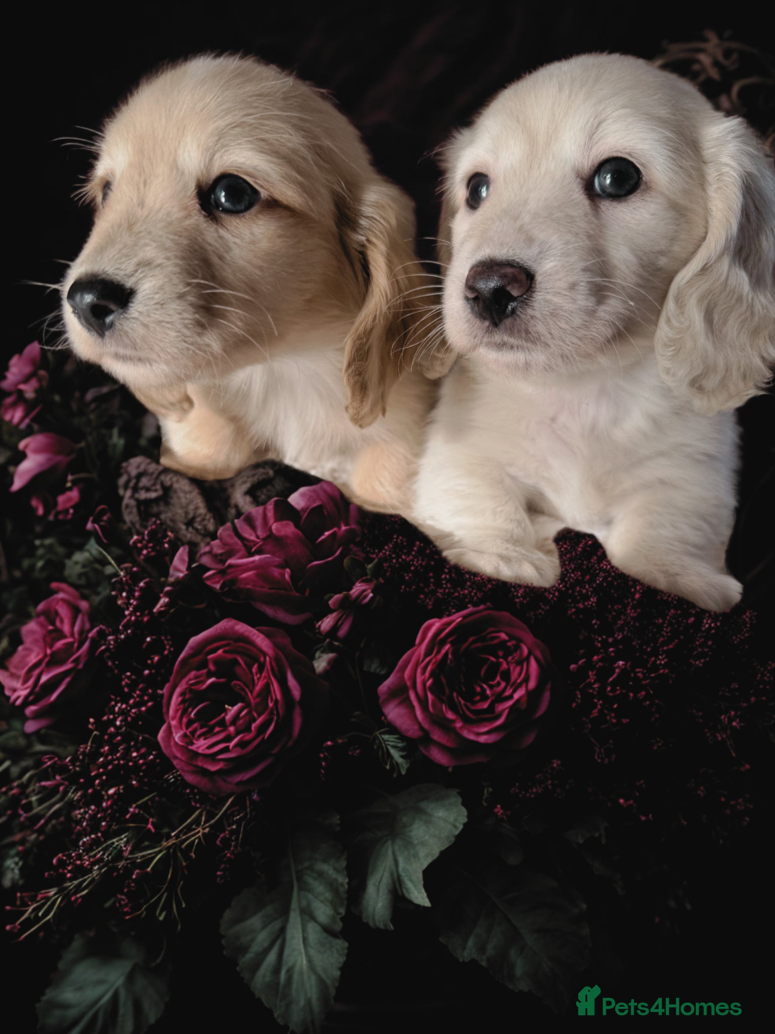 Miniature Dachshund dogs ✨🩷 absolutely STUNNING full long hair light cream - Advert 1