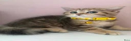 British Shorthair cats for sale: British shorthair kittens  - Advert 9