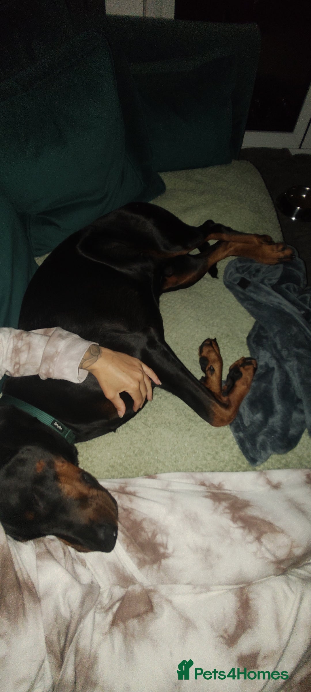 Dobermann dogs for sale: 4 year old Male Doberman looking for forever home - Image 31