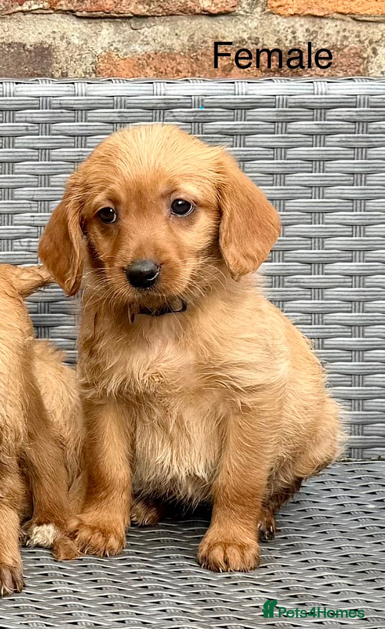 Labradoodle dogs Beautiful F1 Mini Labradoodle Puppies  - Advert 2