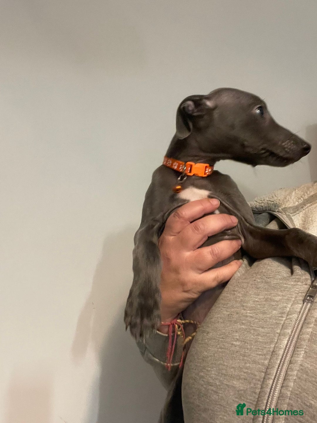 Whippet dogs for sale: KC registered blue whippet puppies for sale - Advert 3
