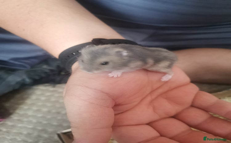 Hamster rodents - Advert 2