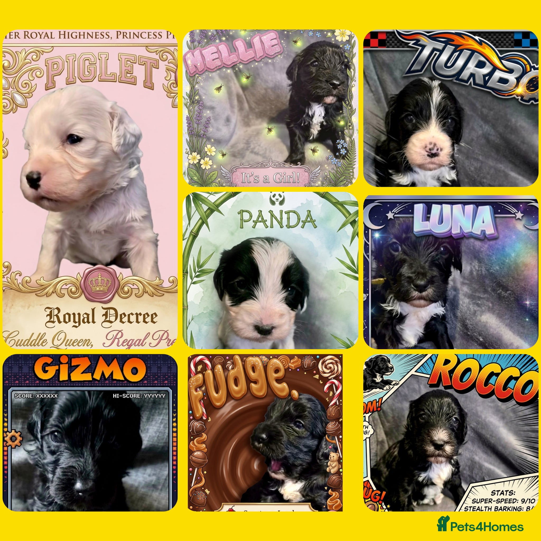 Cockapoo dogs Stunning tuxedo Cockapoo Puppies  - Advert 1