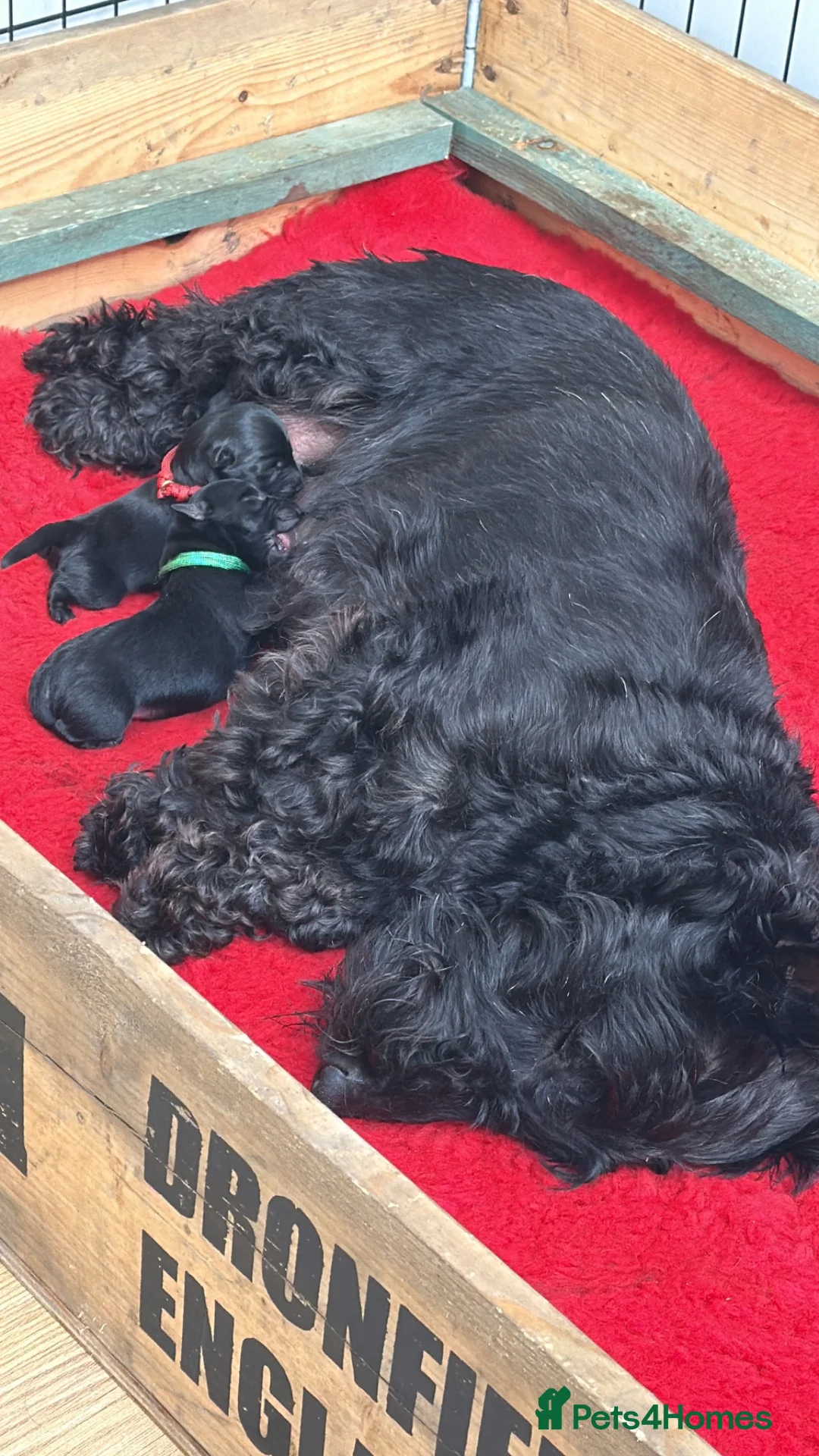 Scottish Terrier dogs for sale: Male Scottish Terrier Puppy in Fraserburgh - Advert 8