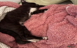 British Shorthair cats for sale: Beautiful loving Black/white rescued girl Kitten - Image 7