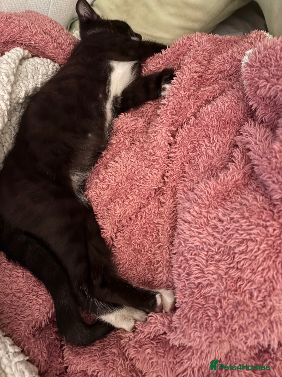 British Shorthair cats for sale: Beautiful loving Black/white rescued girl Kitten - Image 7