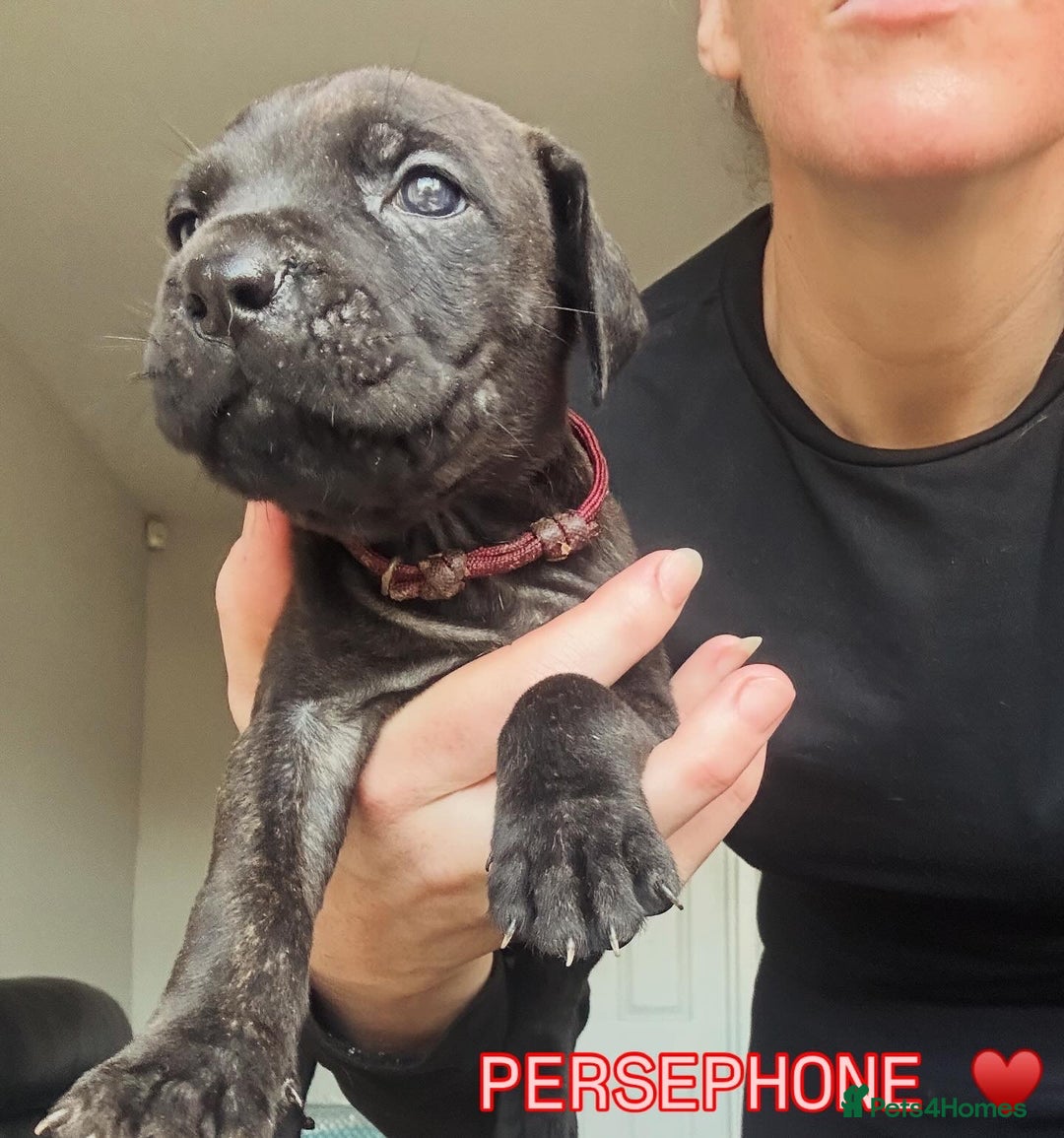 Cane Corso dogs for sale: READY REDUCED CANE CORSO - Image 18