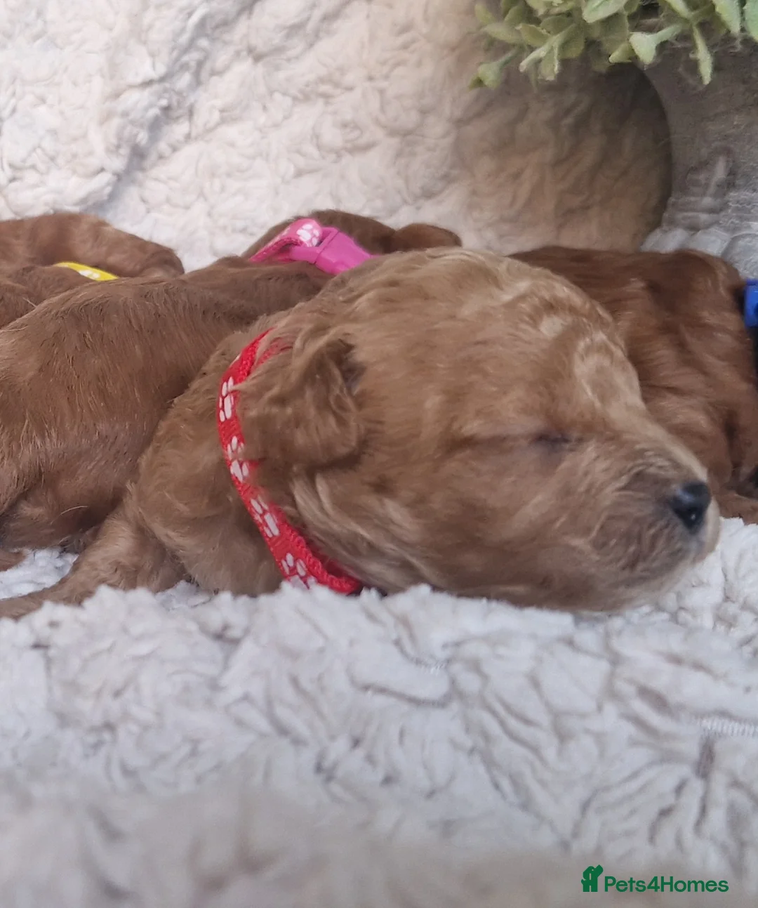 Cavapoo dogs for sale:  1 boy remaining. Health tested stunning cavapoos - Advert 6