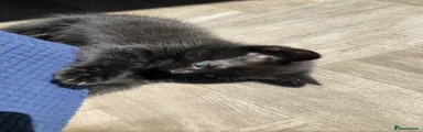Mixed Breed 4