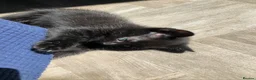 Mixed Breed cats for sale: Mixed kitten litter - Advert 9