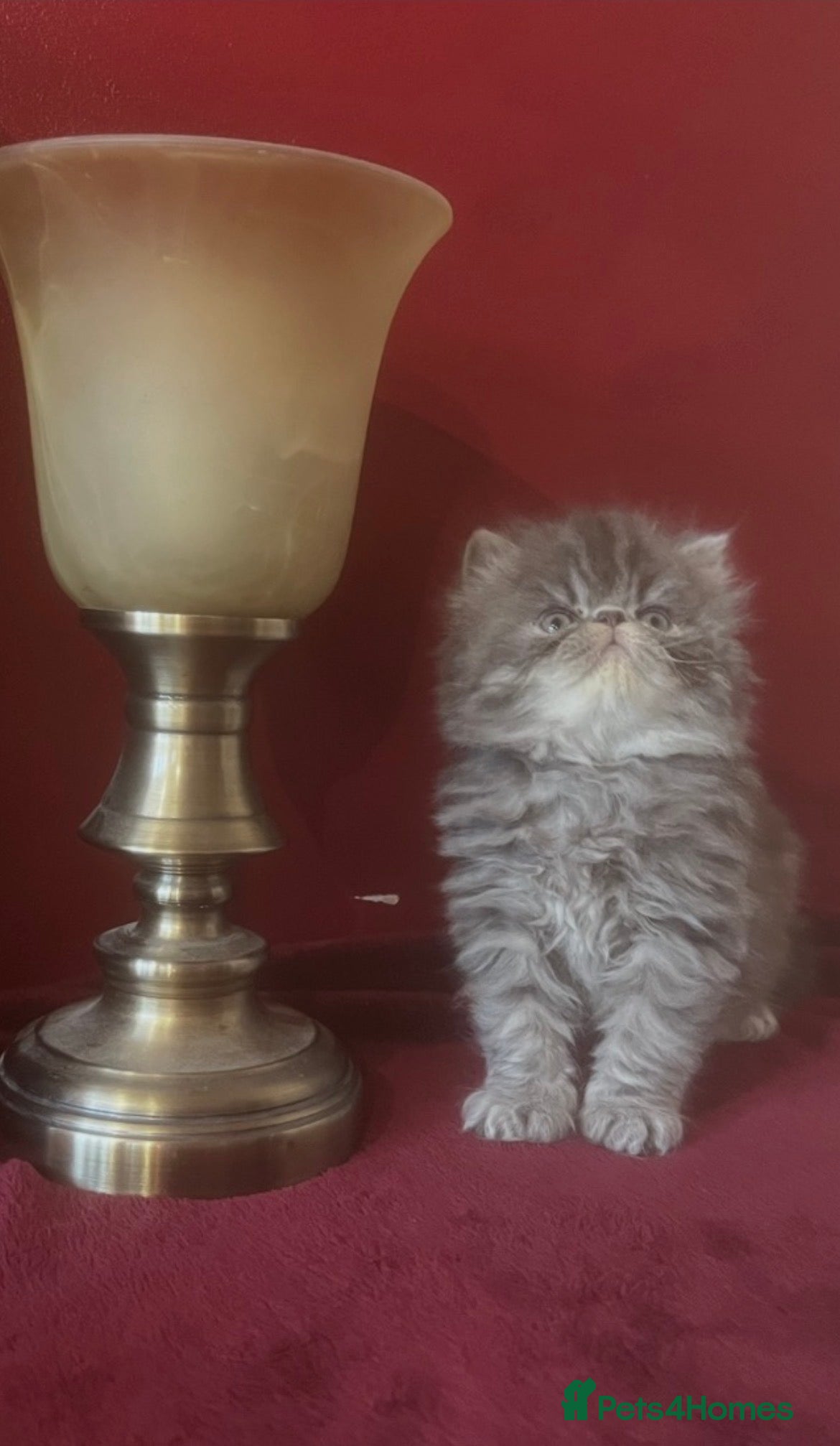 Persian cats 4 ADORABLE LITTLE CUTIE PIES, (READY 9TH JAN)  - Advert 3