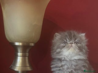 Persian cats 4 ADORABLE LITTLE CUTIE PIES, (READY 9TH JAN) - Advert 3