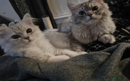 Persian cats for sale: Persian Chinchilla  - Image 5
