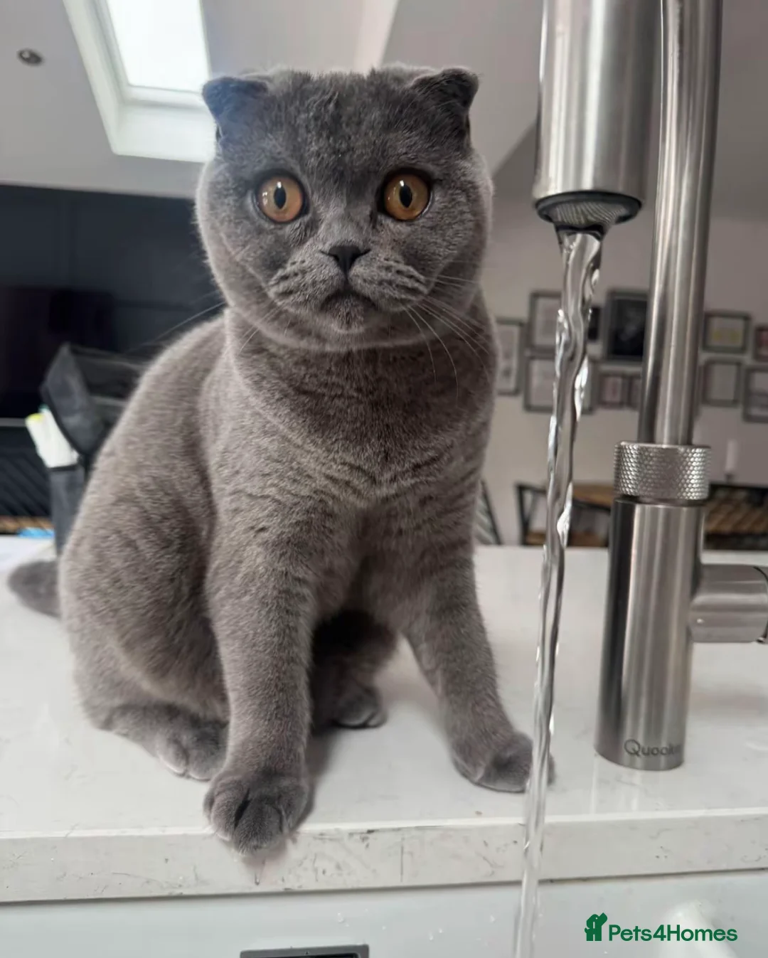 British Shorthair cats for sale: British shorthair/Scottish fold  - Advert 2