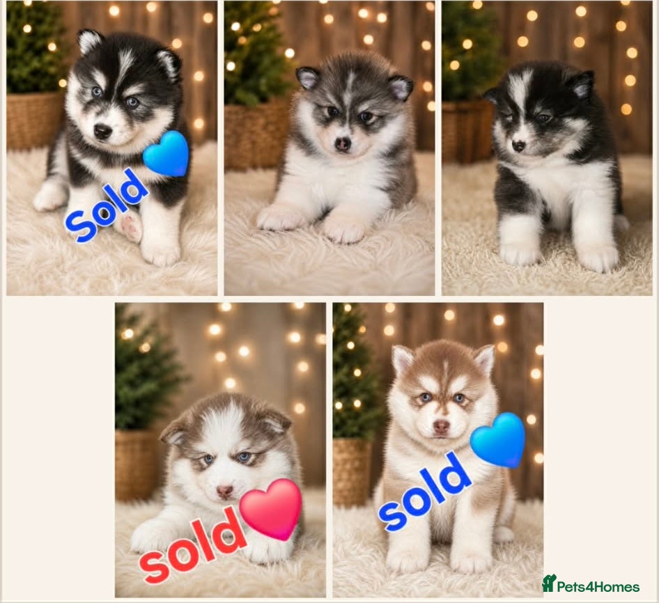 Pomsky dogs Ready 3rd June Pomsky puppies  - Advert 3