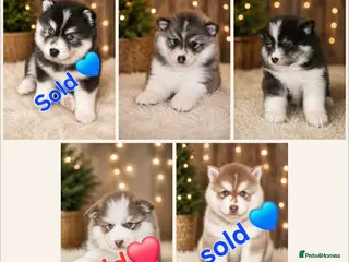 Pomsky dogs Ready 3rd June Pomsky puppies - Advert 3