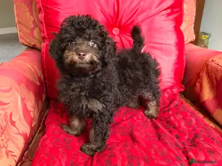Toy Poodle dogs Adorable Toy Poodle Girl - Advert 12