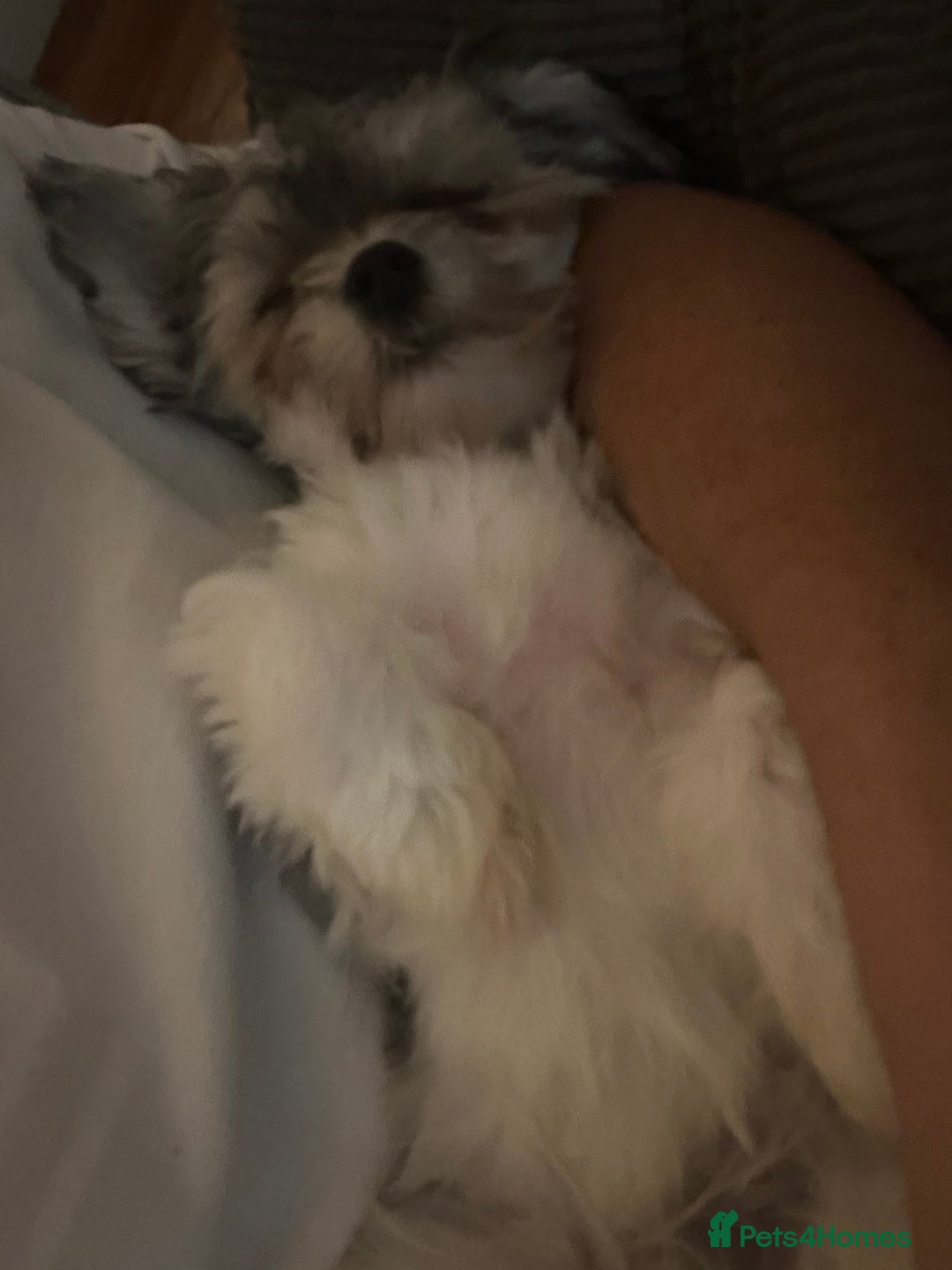 Maltipoo dogs for sale: 11 months old Asian Maltipoo 1.2kg - Advert 8