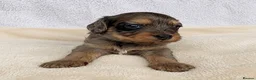 Mixed Breed dogs for sale: Cockapoo mix  in Dartmouth - Advert 6
