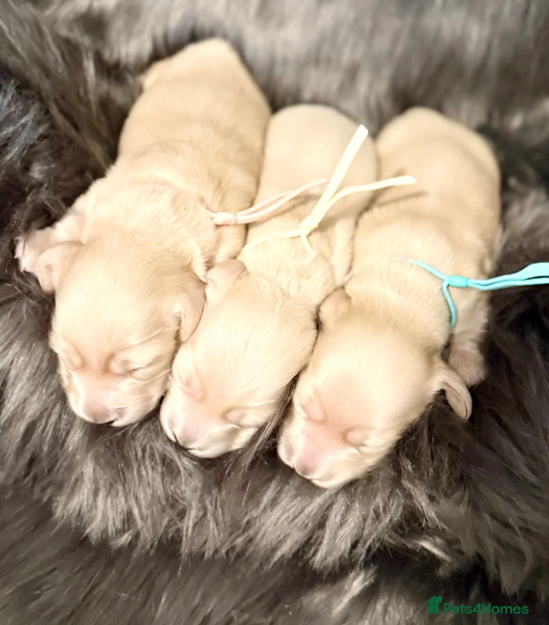 Dachshund dogs for sale: Miniature dachshund extensively health tested - Advert 13
