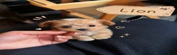 Maltipoo dogs for sale: 1 BOY LEFT (Stormi) RARE F1B Maltipoo Puppies - Advert 7
