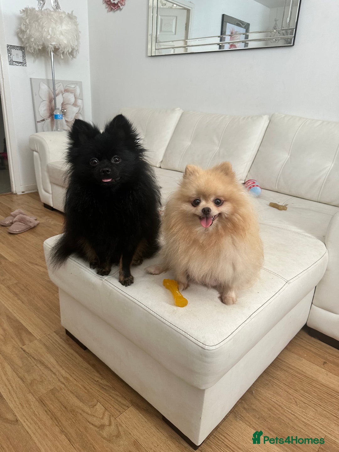 Pomeranian dogs for sale: 6 month old Pomeranian puppies - Advert 1