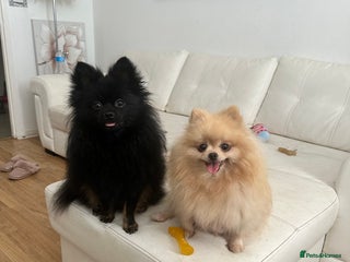 Pomeranian dogs 6 month old Pomeranian puppies - Advert 3