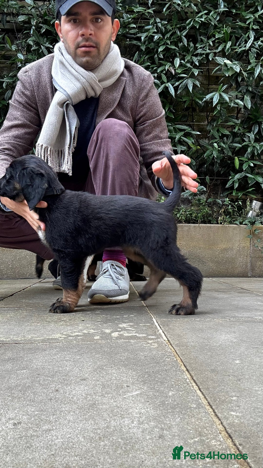Afghan Hound dogs for sale: Afghan Hound Litter AVAILABLE - Advert 19