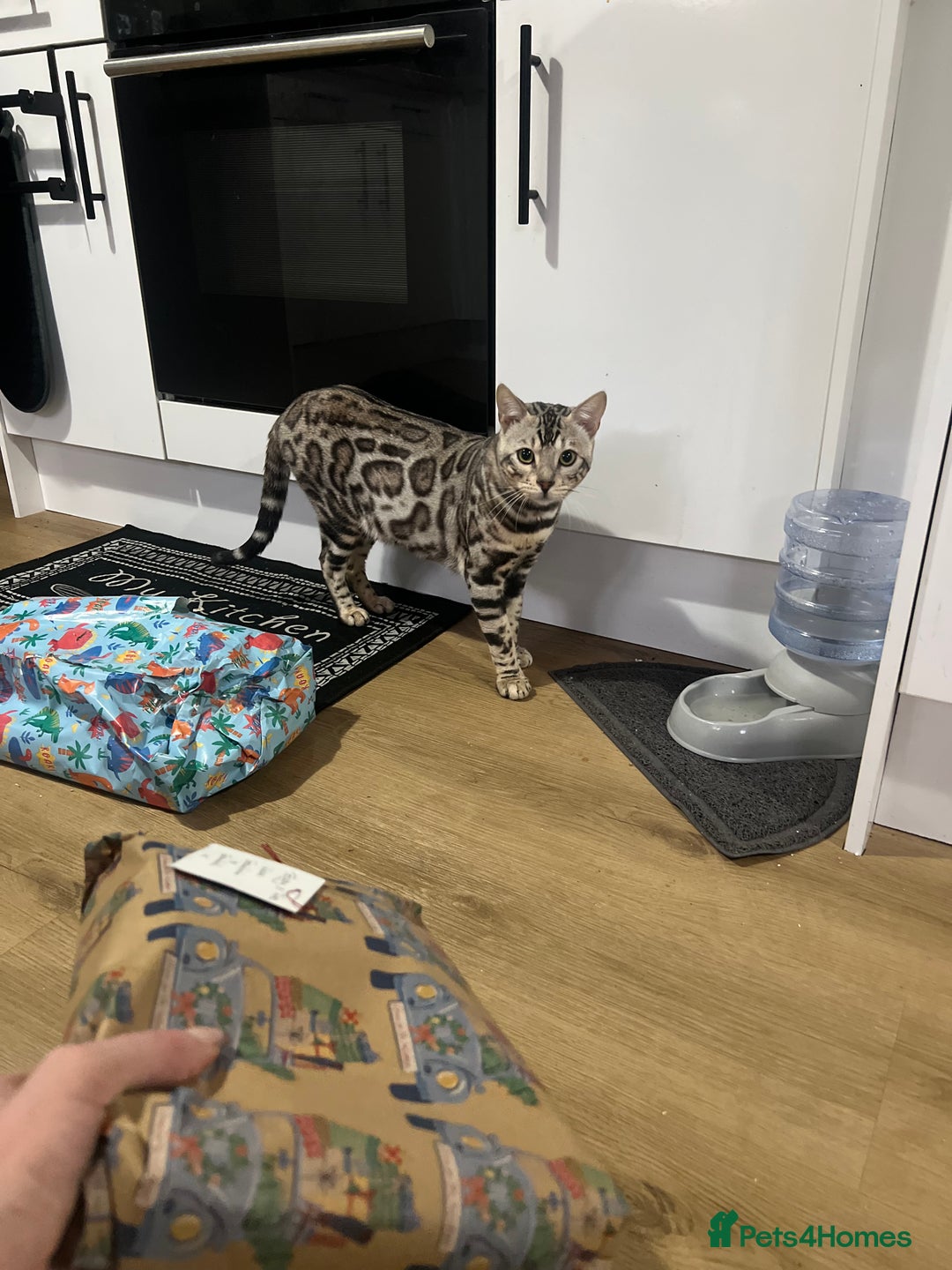 Bengal cats for sale: Beautiful Bengal kittens  - Advert 15