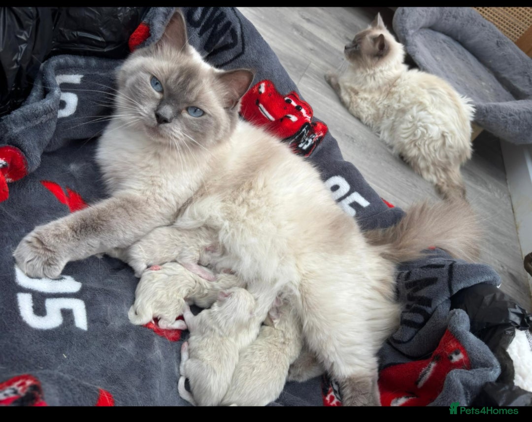 Ragdoll cats for sale: 💫 Blue Point Ragdoll Kittens 💫 - Image 2