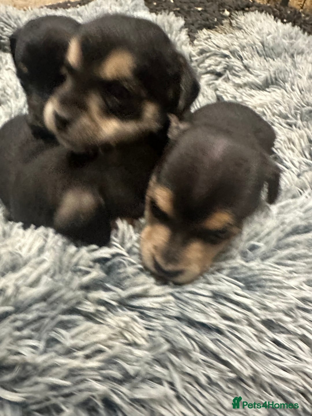 Border Terrier dogs for sale: Border terrier puppies  - Advert 6