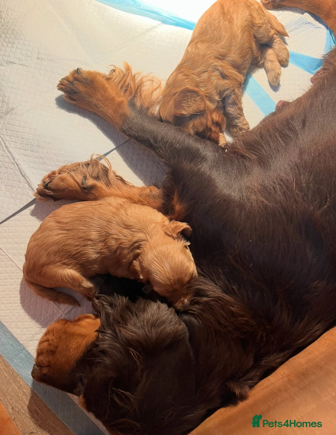 Cockapoo dogs for sale: 8 gorgeous Cockapoos  - Image 27