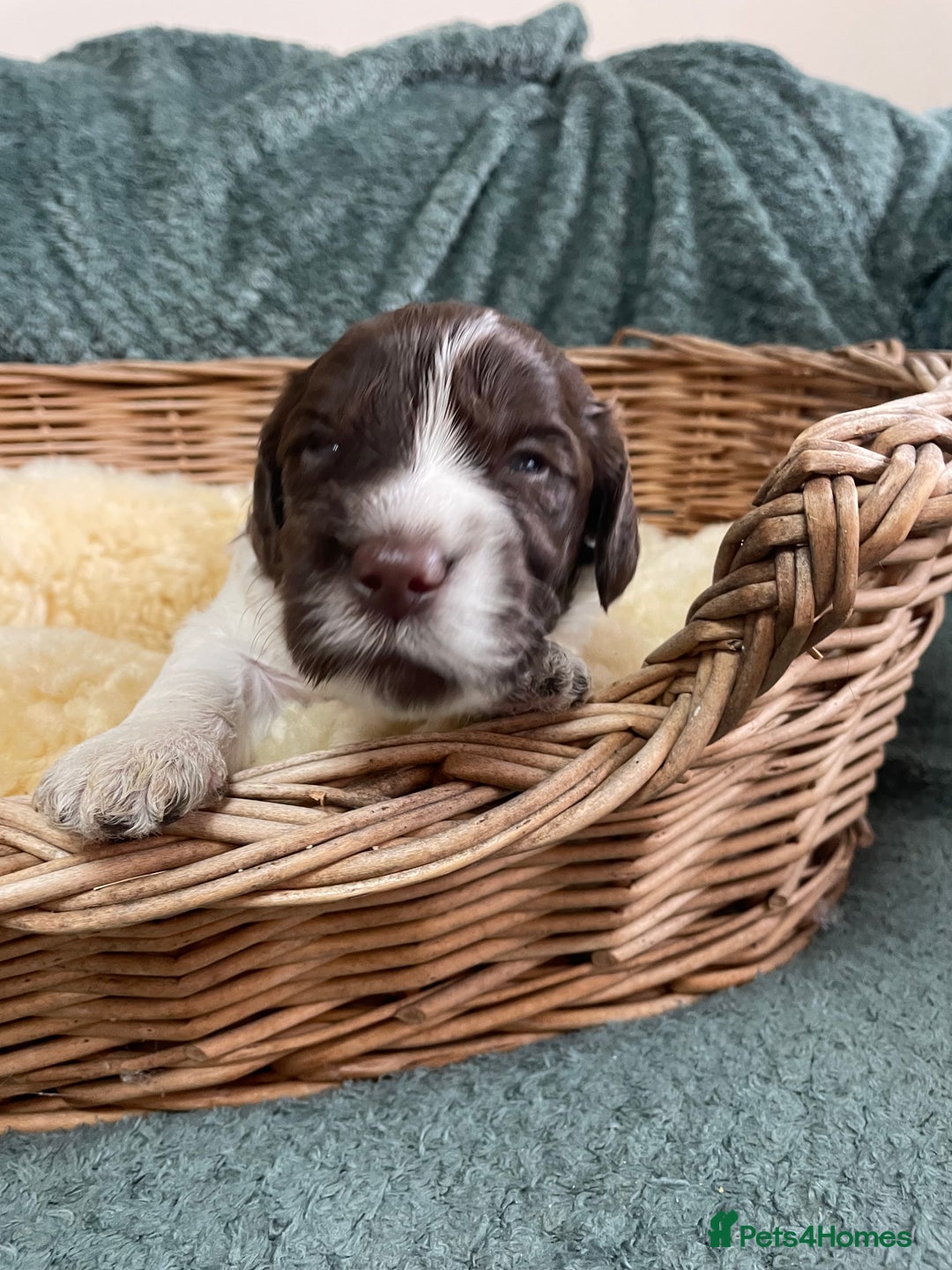 Mixed Breed dogs for sale: Australian Goldendoodles stunning litter  - Image 11