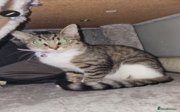 Ragdoll cats for sale: Ragdoll x Tabby Mix Kittens - Image 17