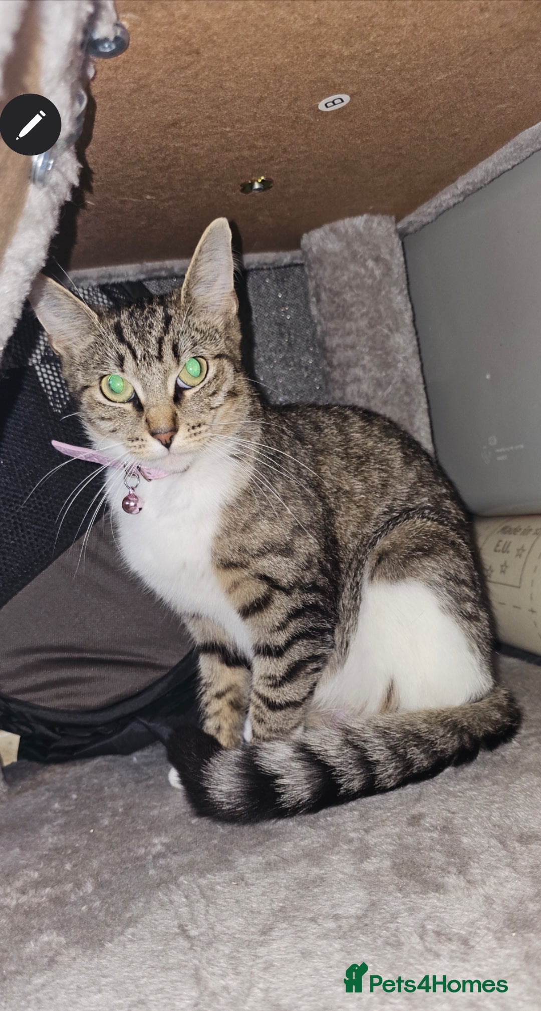 Ragdoll cats for sale: Ragdoll x Tabby Mix Kittens - Image 17