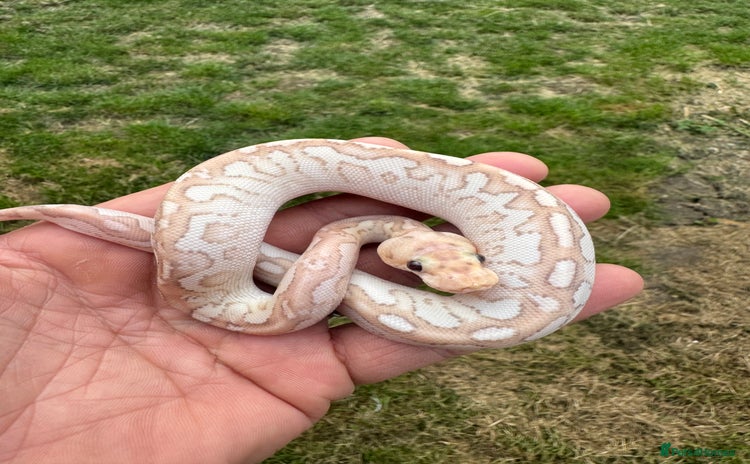 Python Snake reptiles in Northampton - Advert 18