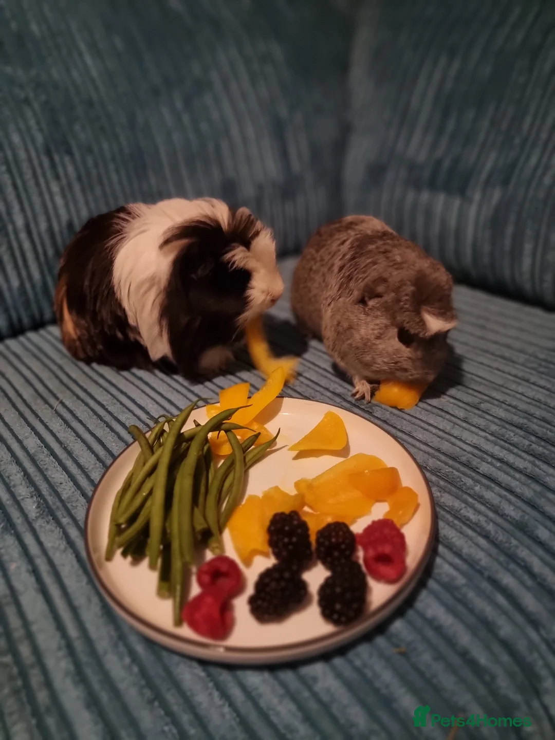 Guinea Pig rodents for sale: 2x male Guinea pigs and hutch - Advert 2