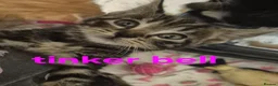 Mixed Breed cats for sale: Beautiful loved , healthy kitten's  in Bournemouth - Advert 15